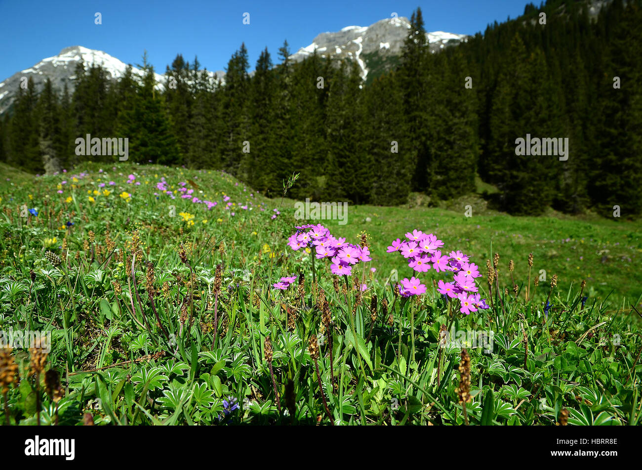 Alpenflora Lechquellengebirge im; Foto Stock