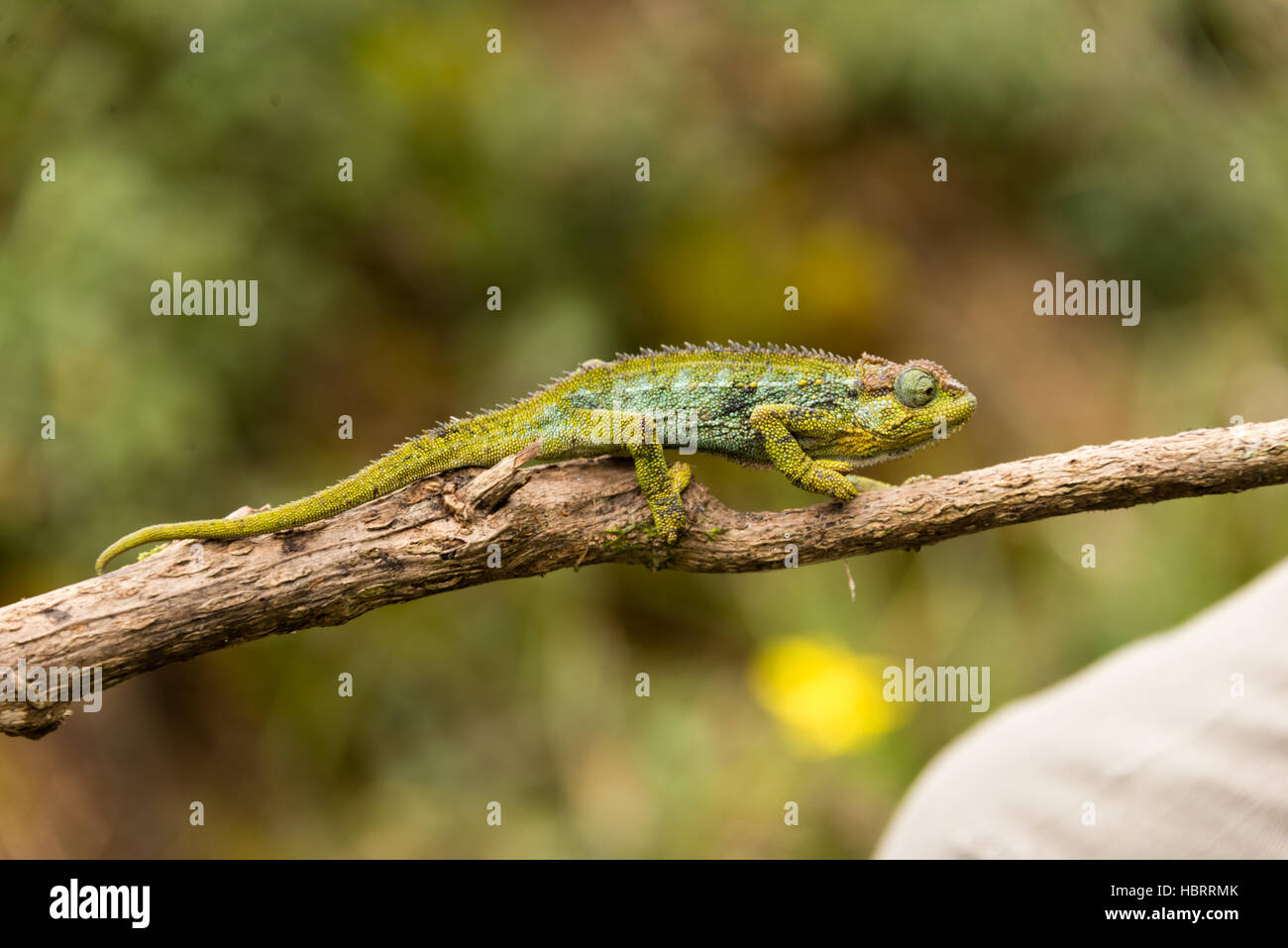 Chameleon il ramoscello in montagne Ruwenzori, UGANDA Foto Stock