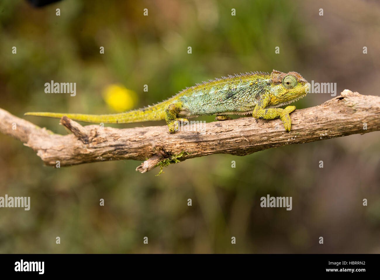 Chameleon il ramoscello in montagne Ruwenzori, UGANDA Foto Stock