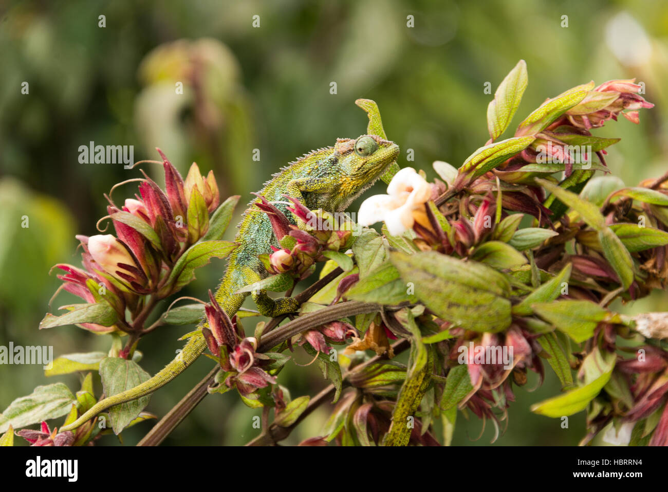 Chameleon il ramoscello in montagne Ruwenzori, UGANDA Foto Stock