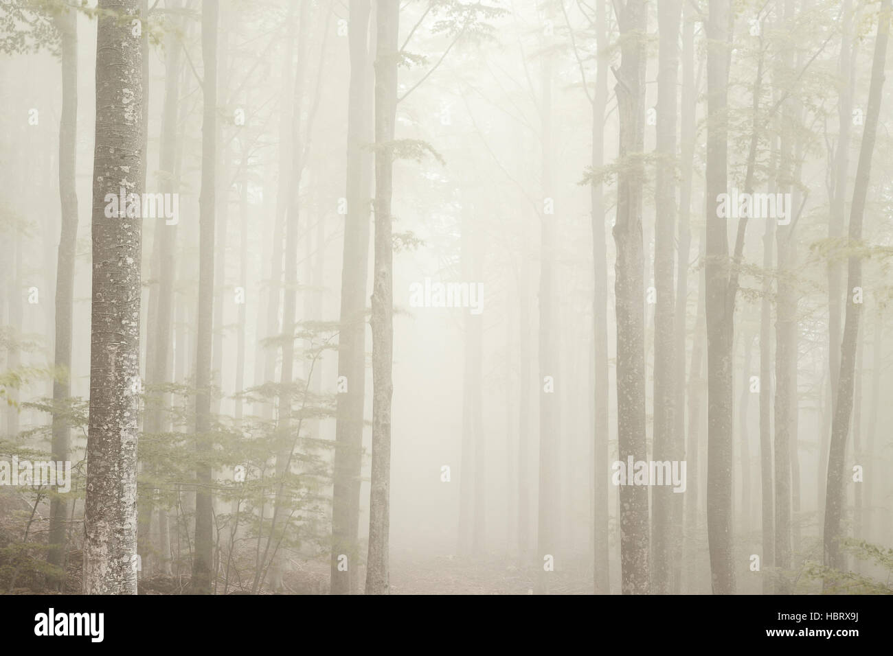 La nebbia nel parco del Monte Amiata Toscana Foto Stock