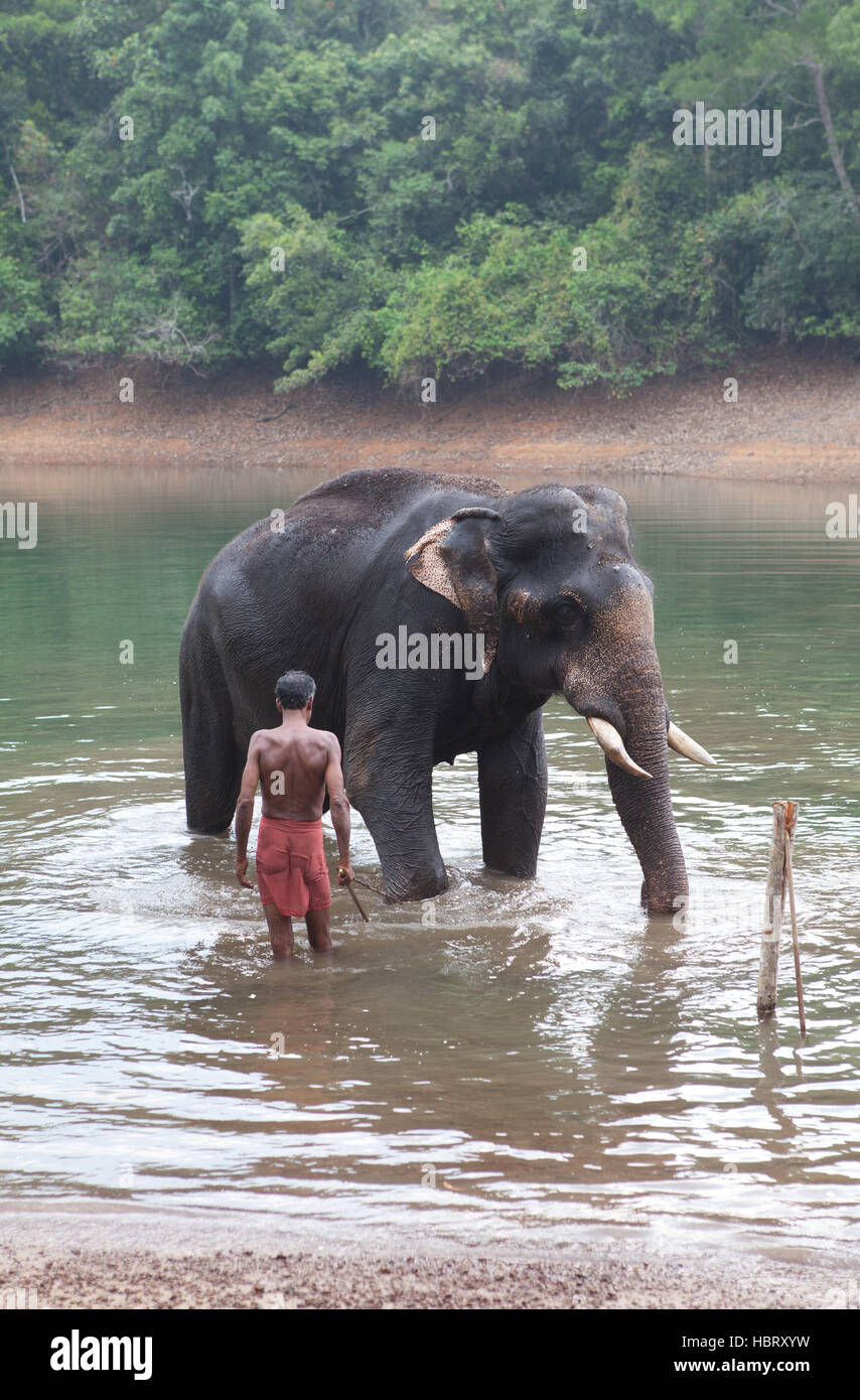 Elefante Centro di riabilitazione in Kottur vicino Kappukadu, Distretto di Thiruvananthapuram Kerala, India. Foto Stock