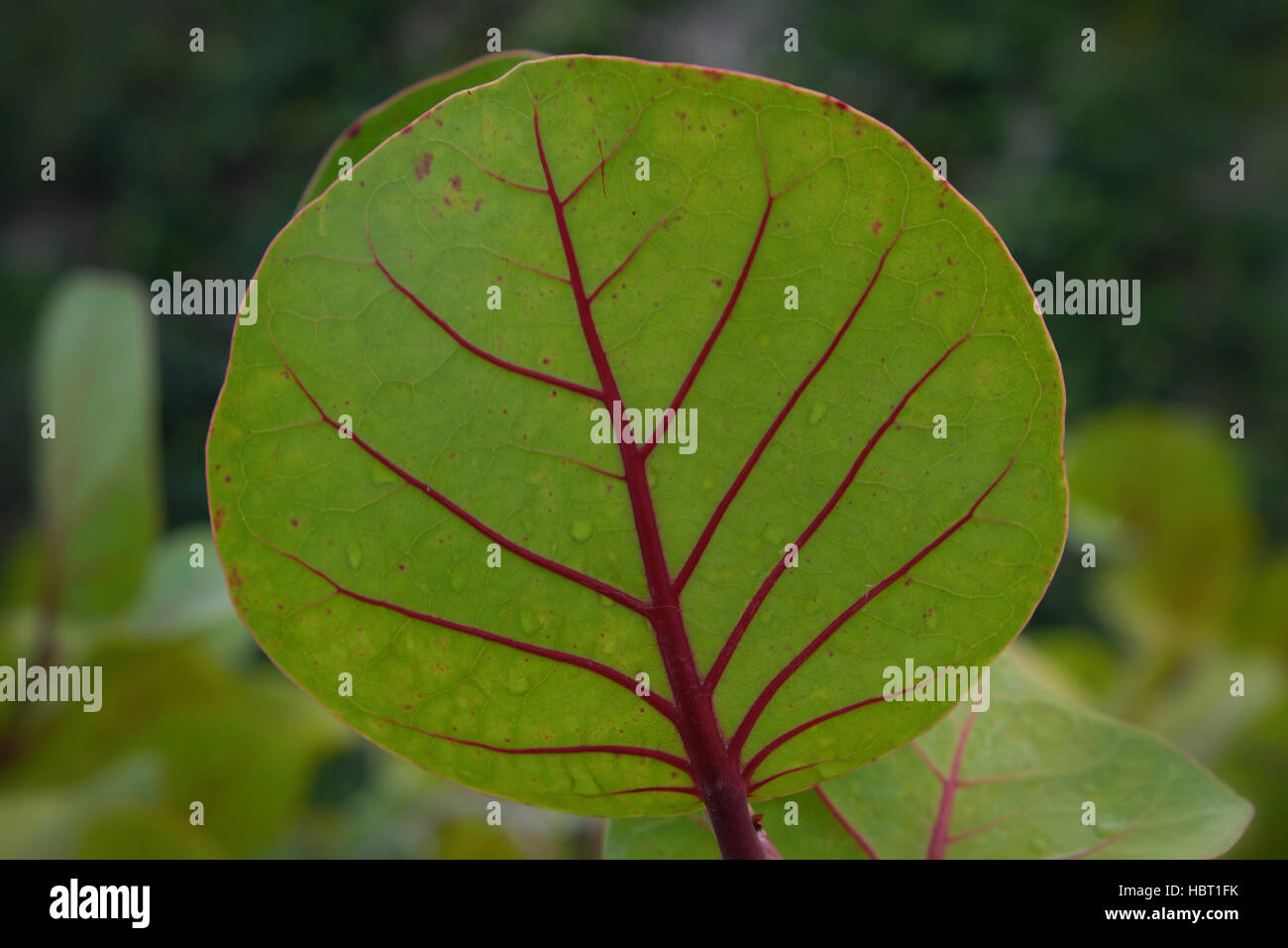 Foglia verde con stelo rosso - foglie di piante Foto stock - Alamy