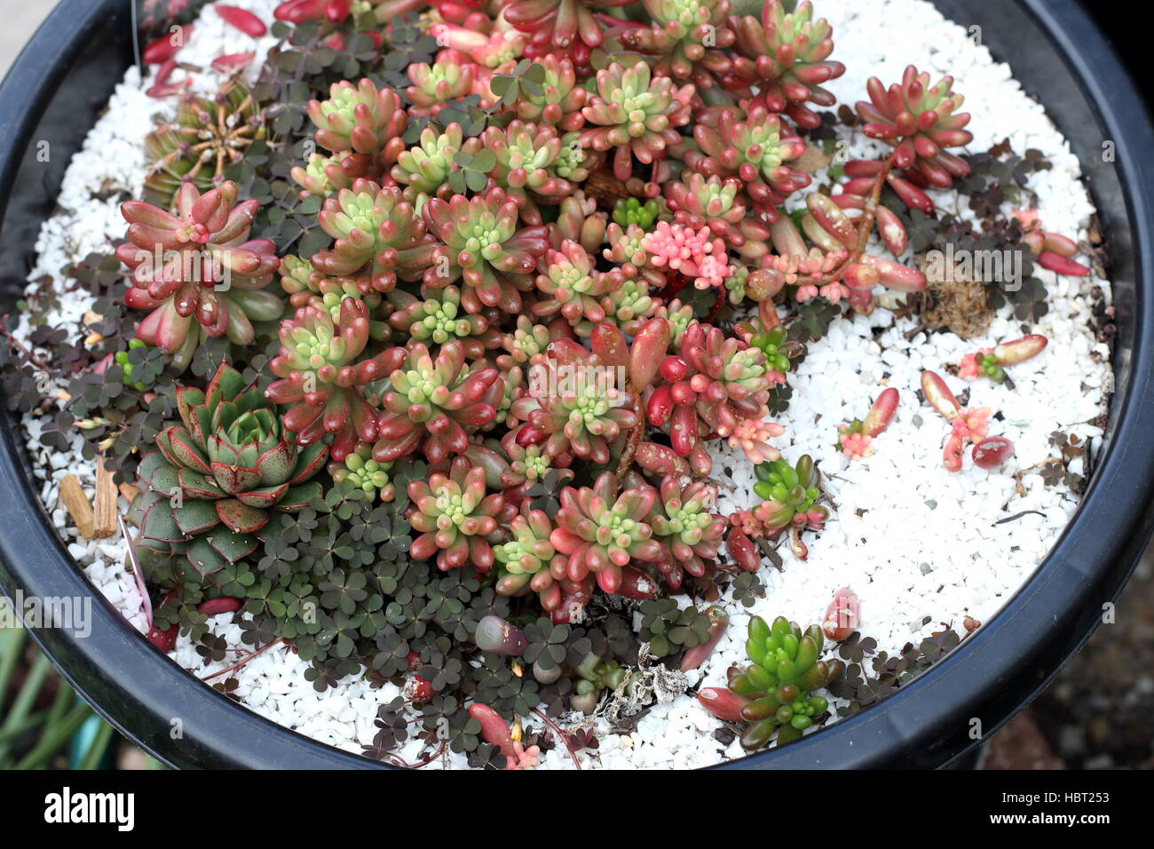 Sedum rubrotinctum o Sedum rubrotinctum × o noto anche come jelly bean di crescita della pianta con altri cactus Foto Stock Sedum rubrotinctum o Sedum rubrotinctum × o noto anche come jelly bean di crescita della pianta con altri cactus Foto Stock