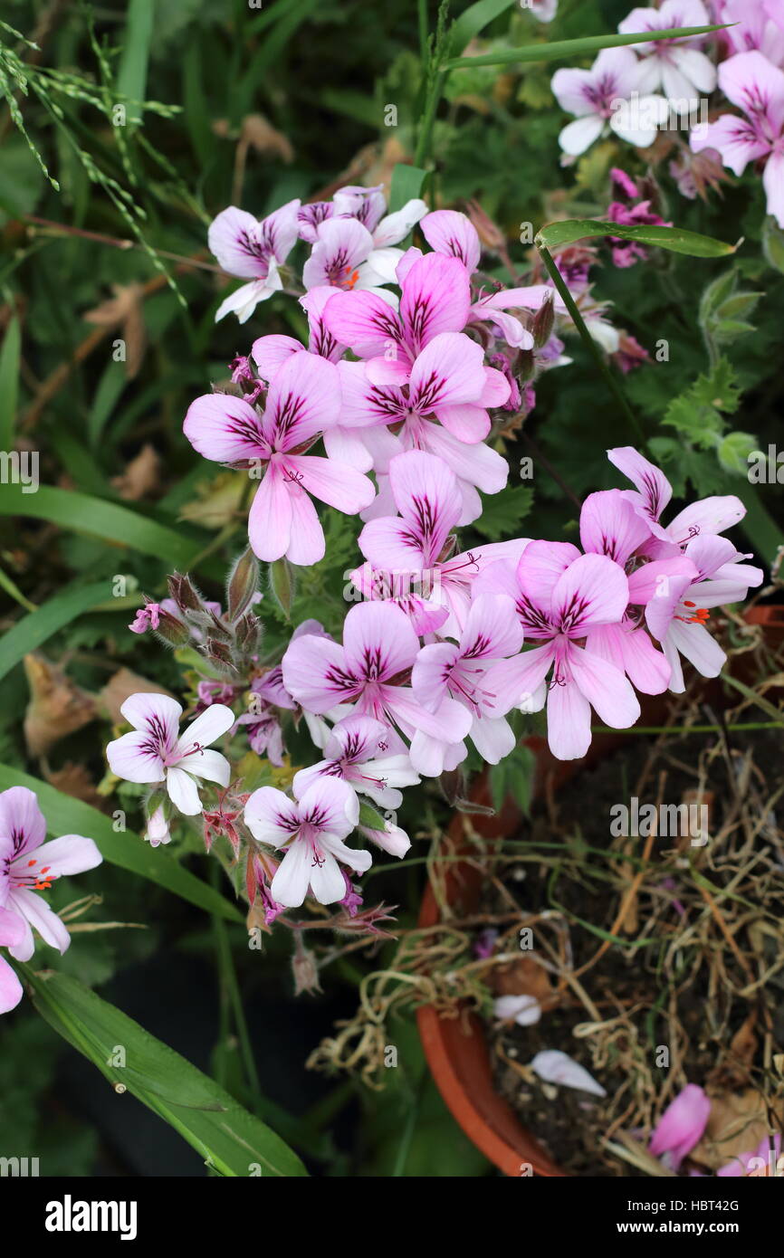 Close up di Pelargonium citrosum o noto come repellenti per zanzare impianto o stabilimento di citronella Foto Stock Close up di Pelargonium citrosum o noto come repellenti per zanzare impianto o stabilimento di citronella Foto Stock