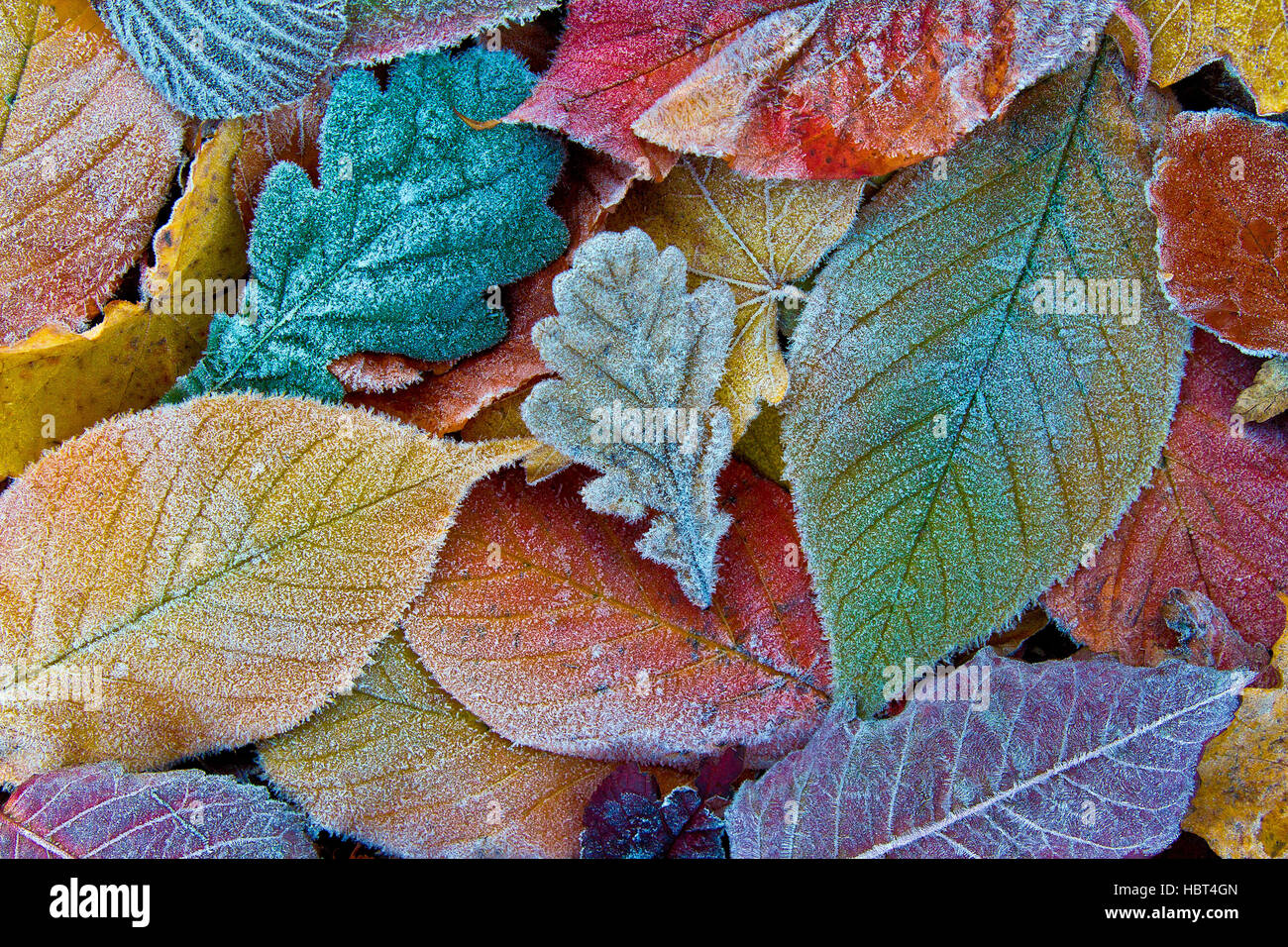 Autumn Fall leaf coperto su Brinata mattutina. Il pupazzo di neve sullo sfondo di foglia Foto Stock