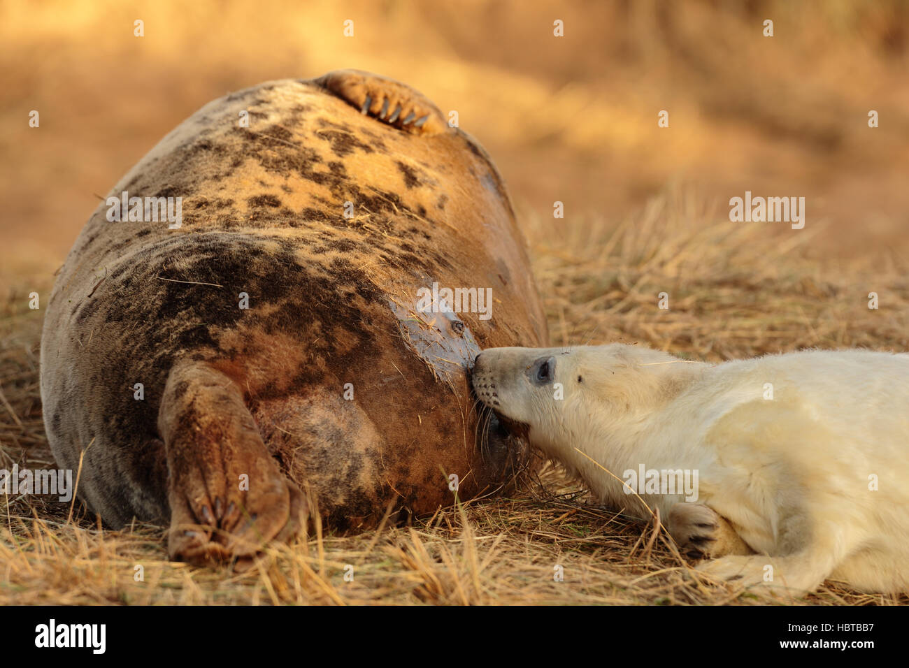 Guarnizione grigio pup tenendo il latte dalla madre. Foto Stock