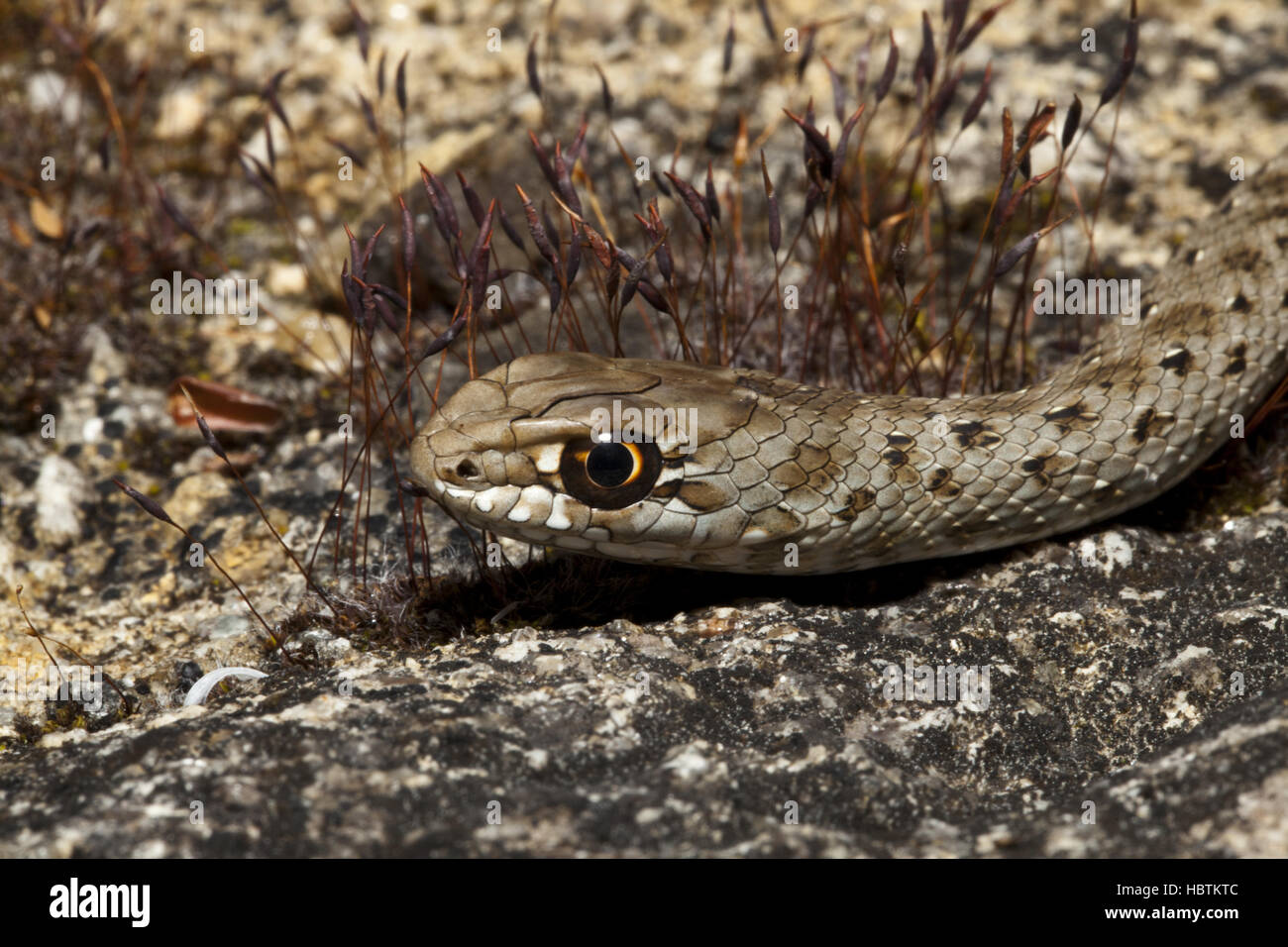 Juvenil montpellier snake Foto Stock