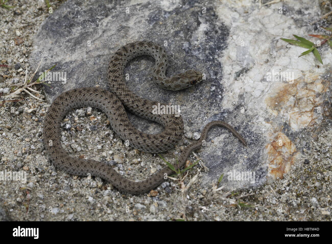 Il novellame di montpellier snake Foto Stock
