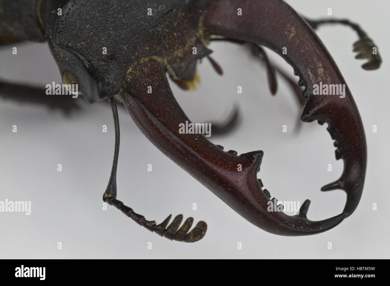 Stag beetle Foto Stock