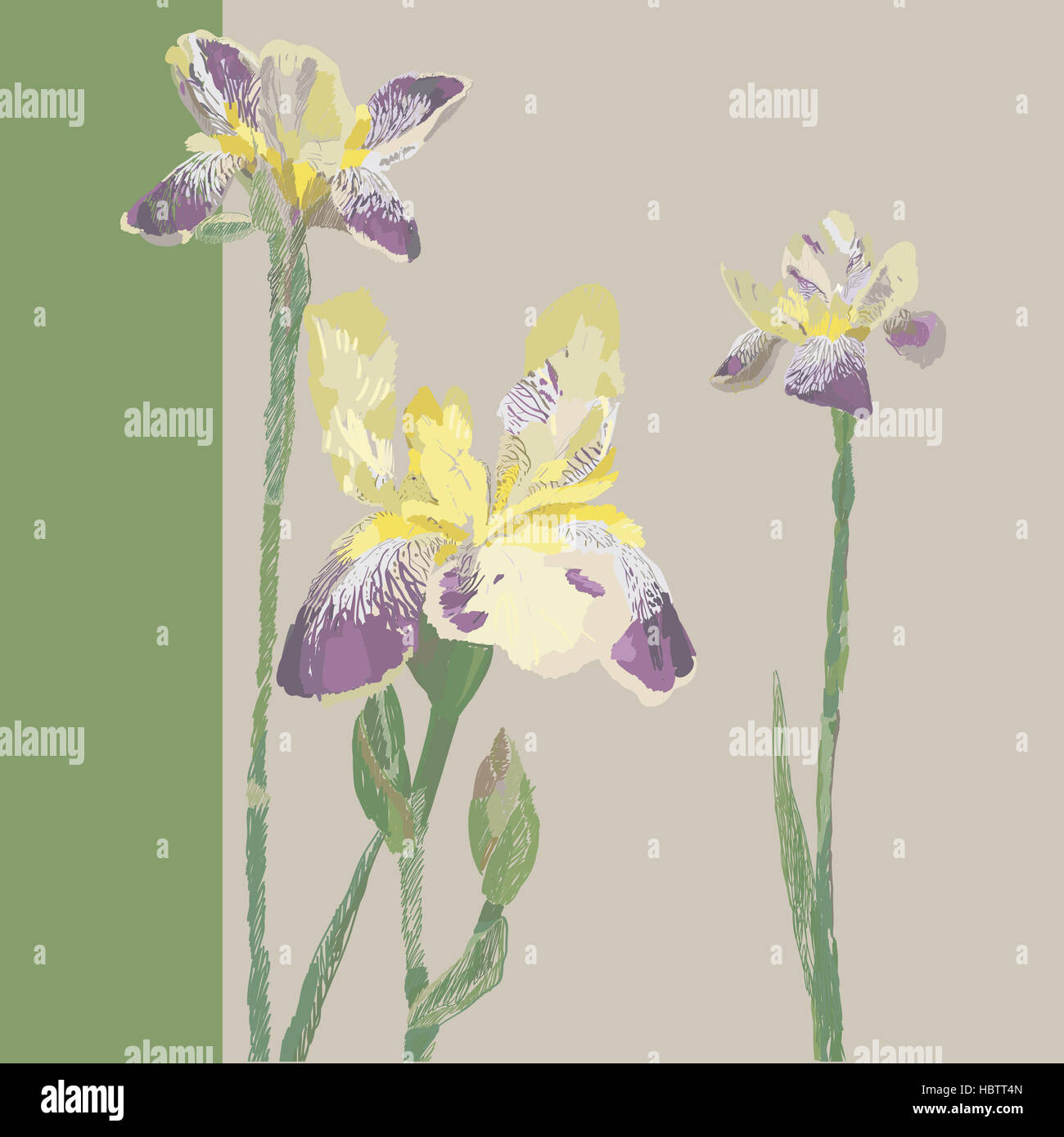 Iris ad albero della scheda grafica Foto Stock