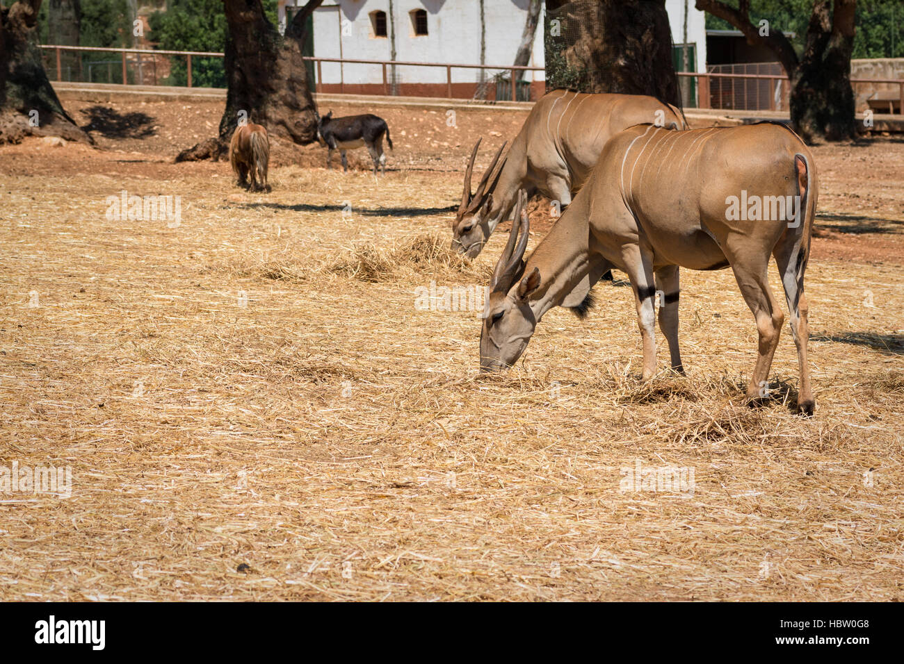 Antelope mangiare paglia Foto Stock