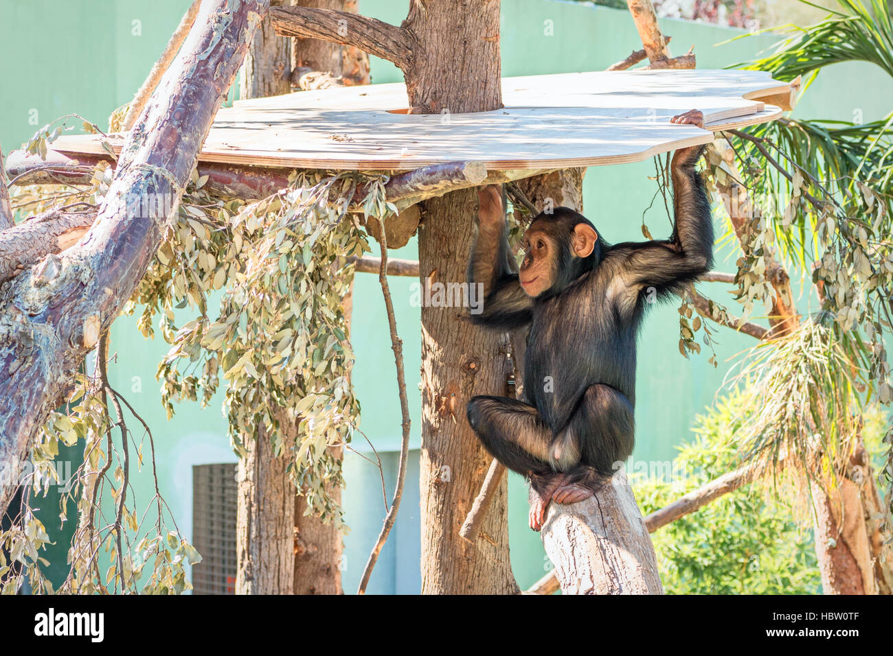 Monkey giocare sugli alberi Foto Stock