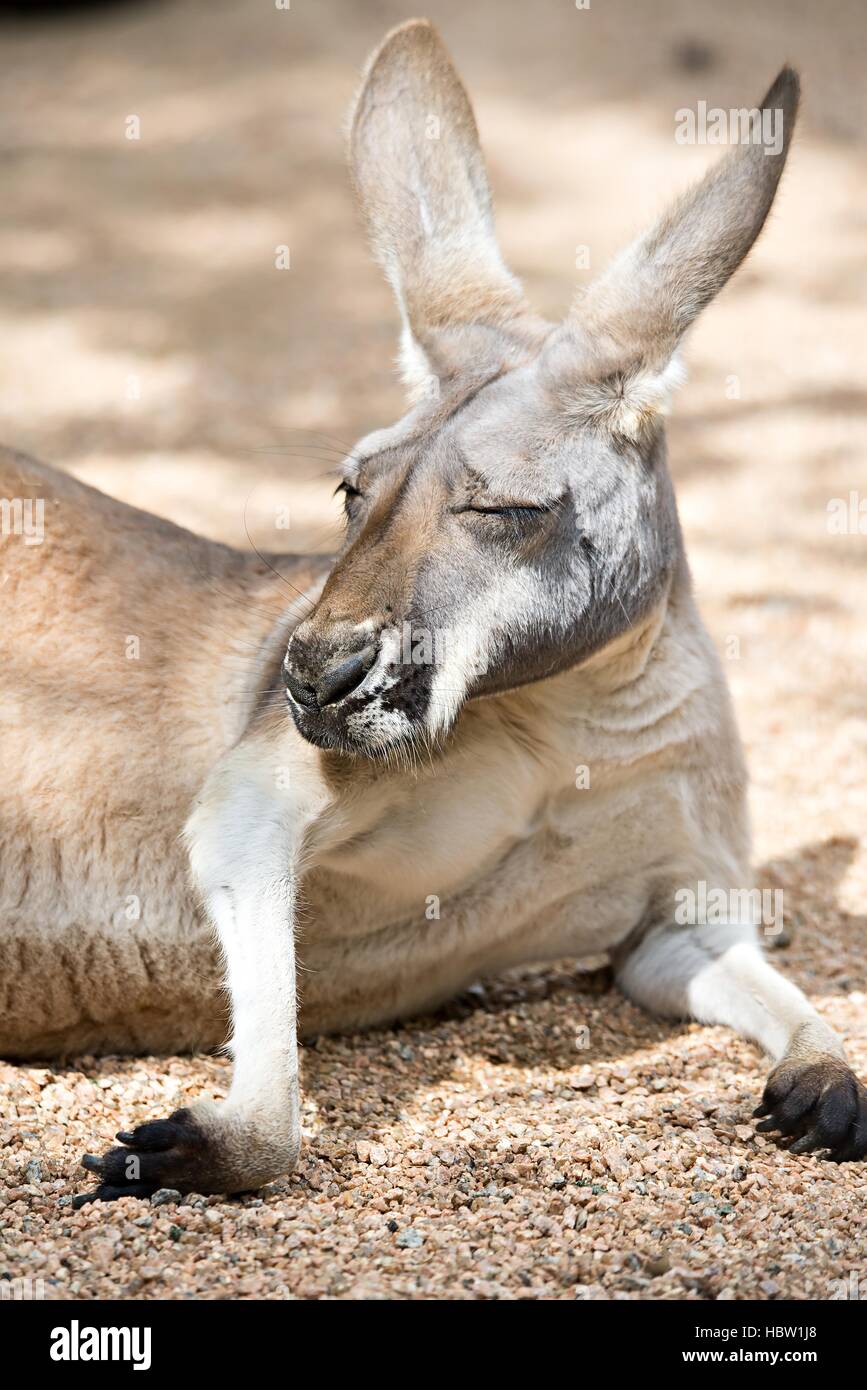 Kangaroo rilassante sulla terra al sole Foto Stock