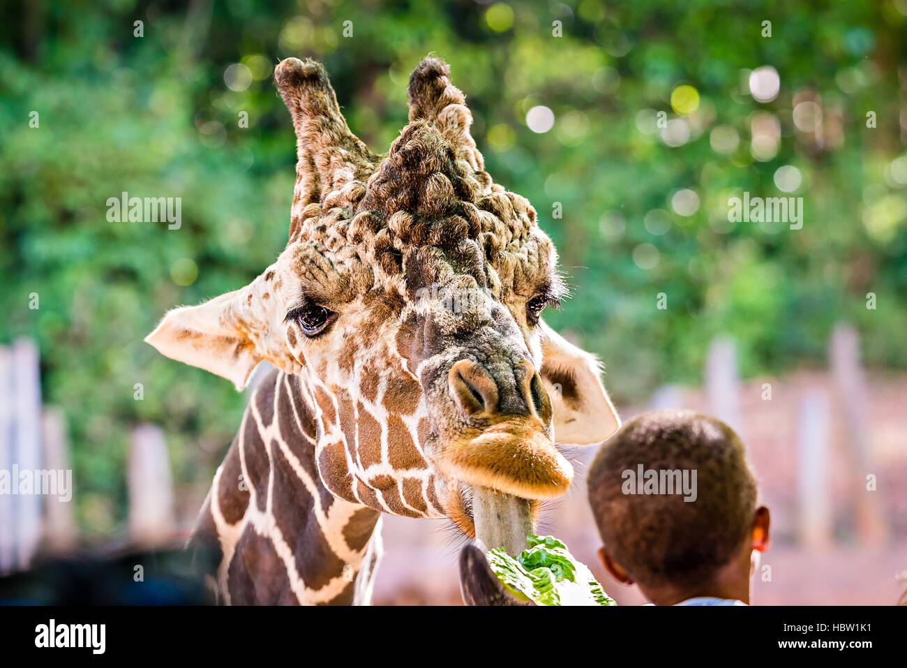 La giraffa avanzamento sul verde delle foglie di lattuga Foto Stock
