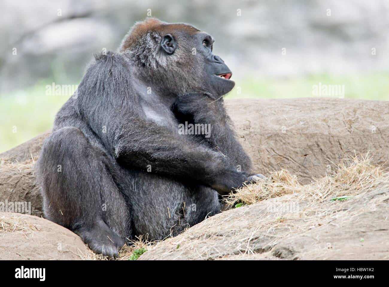 Gorilla seduto su una roccia a pensare Foto Stock