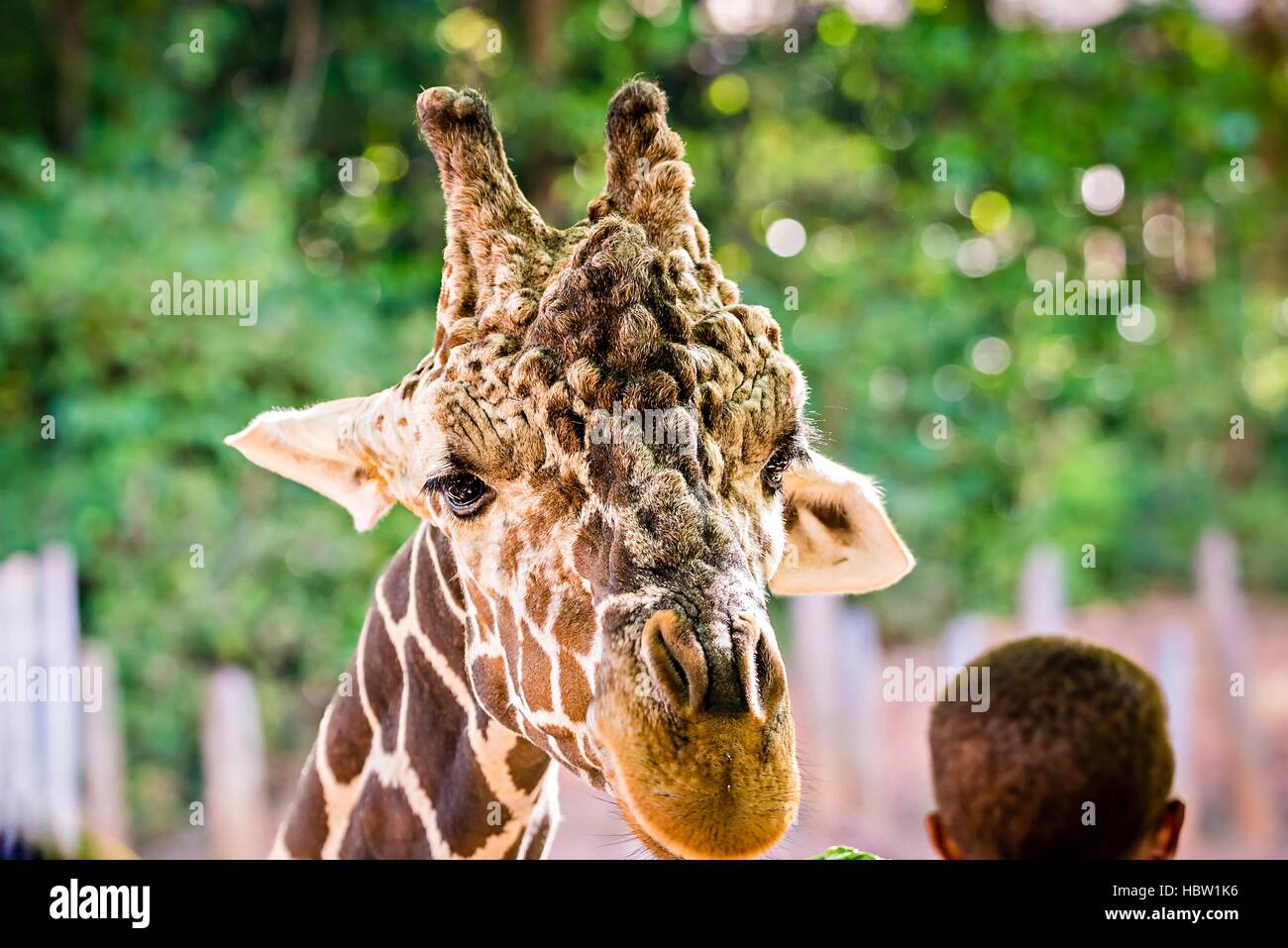 La giraffa avanzamento sul verde delle foglie di lattuga Foto Stock