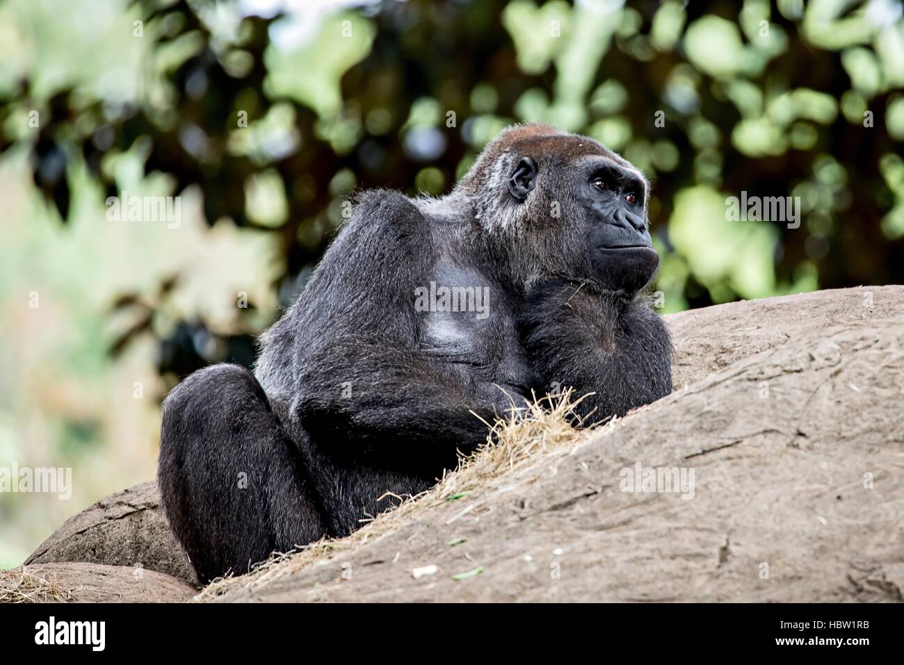 Gorilla seduto su una roccia a pensare Foto Stock