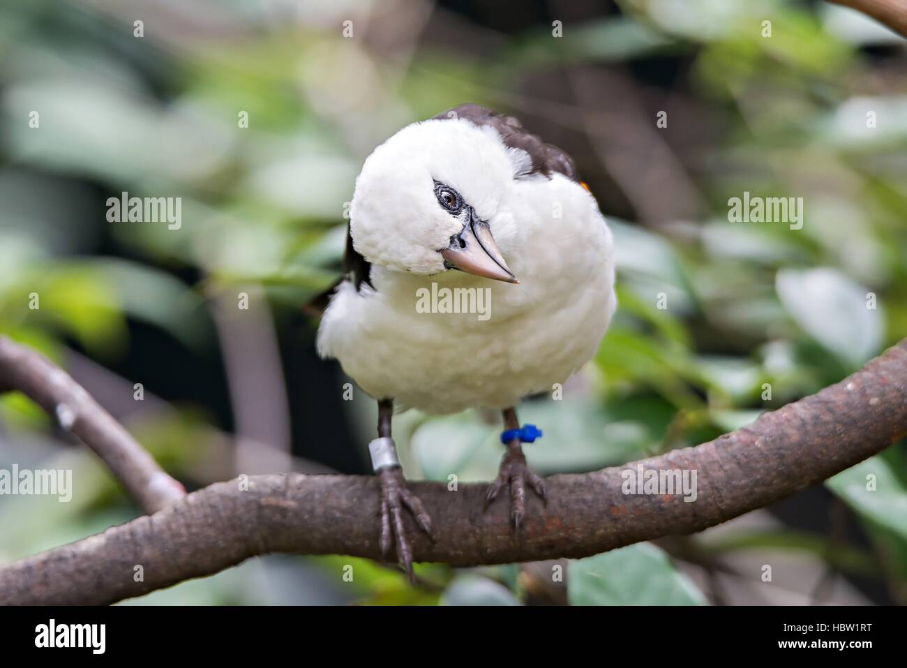 Bianco sconosciuto uccello sul ramo di albero Foto Stock