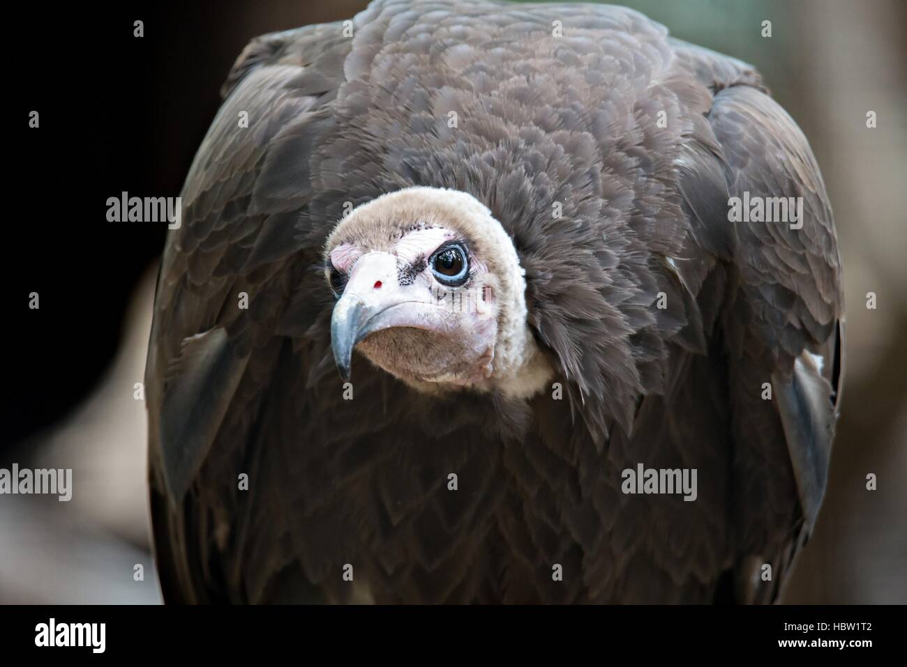 Vulture in un ritratto dettagliato allo zoo Foto Stock