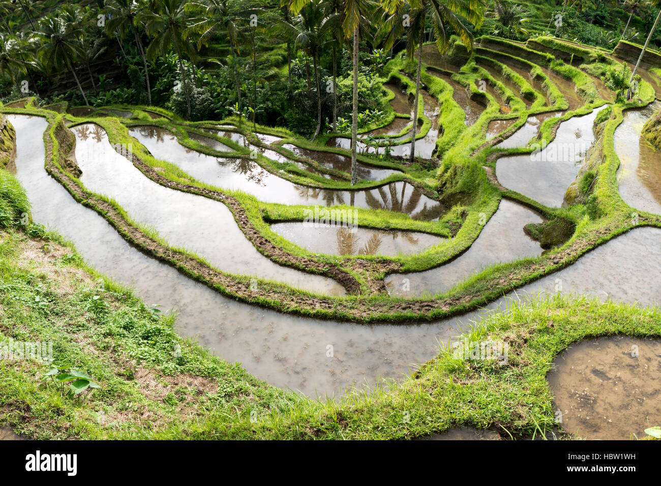 Verdi campi di riso sulla isola di Bali, Jatiluwih nei pressi di Ubud, Indonesia Foto Stock
