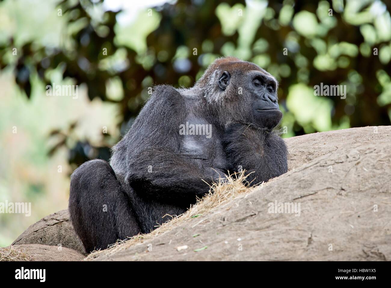 Gorilla seduto su una roccia a pensare Foto Stock
