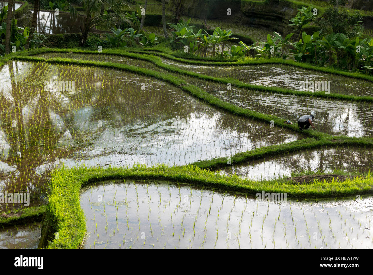Verdi campi di riso sulla isola di Bali, Jatiluwih nei pressi di Ubud, Indonesia Foto Stock