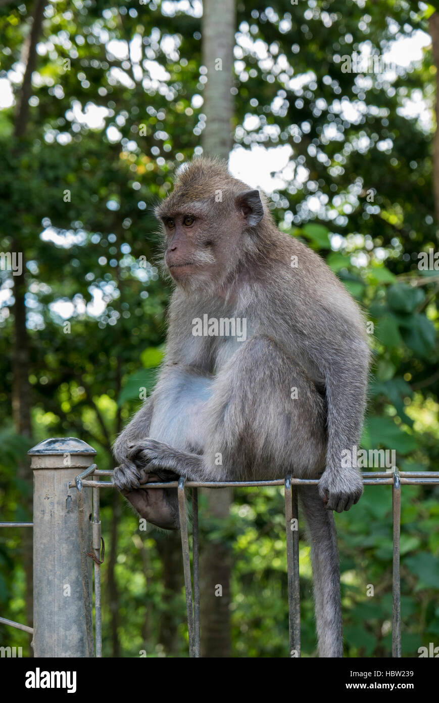 Le scimmie al sacred Monkey Forest, Ubud, Bali, Indonesia Foto Stock