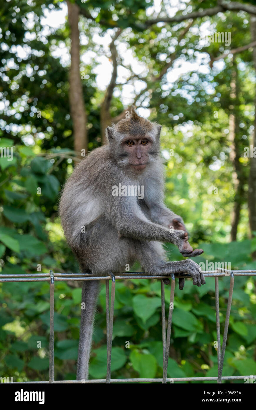 Le scimmie al sacred Monkey Forest, Ubud, Bali, Indonesia Foto Stock