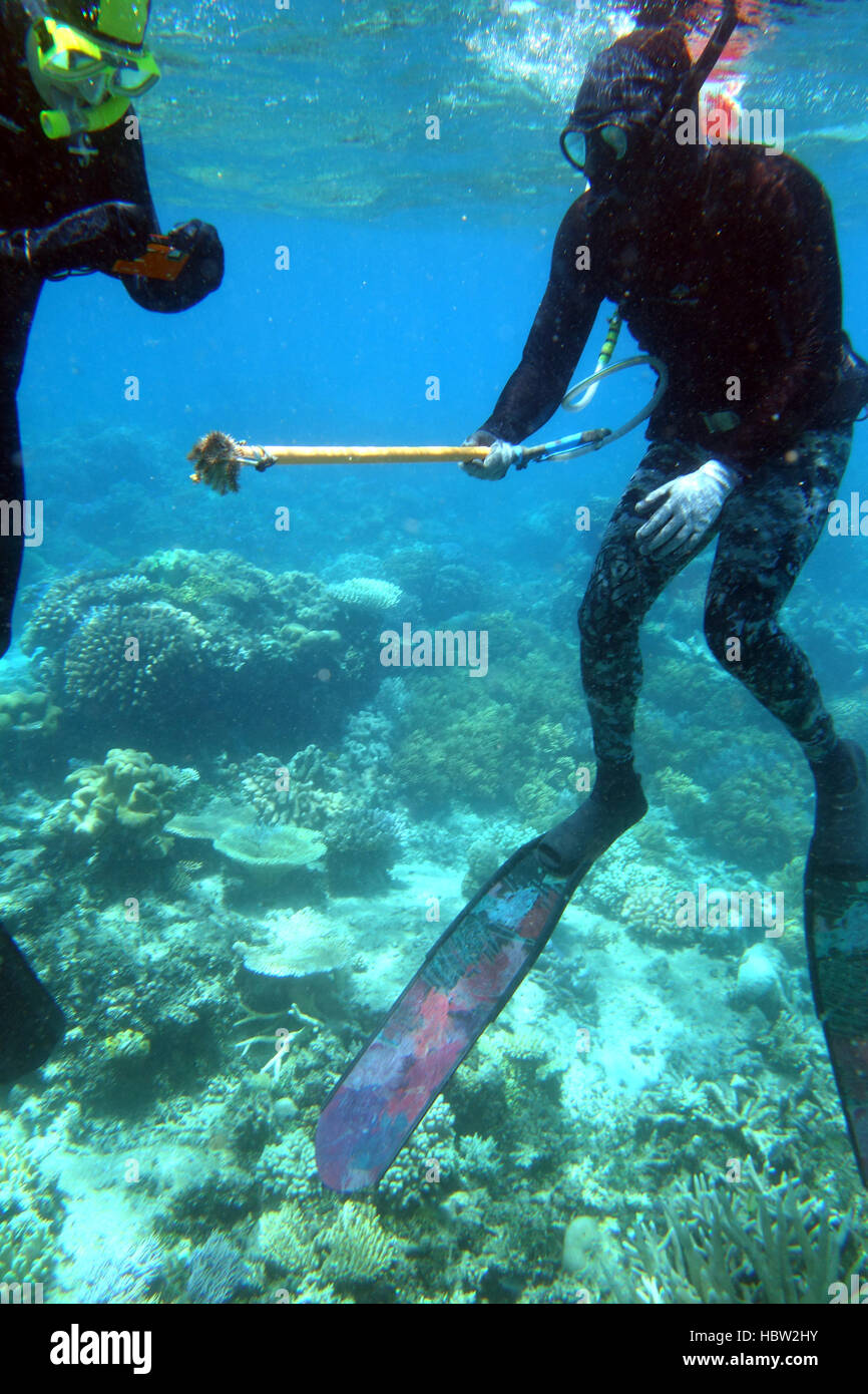 Le culle mirato programma di controllo subacqueo mostra subadult starfish al giornalista, della Grande Barriera Corallina, Queensland, Australia. No signor o PR Foto Stock
