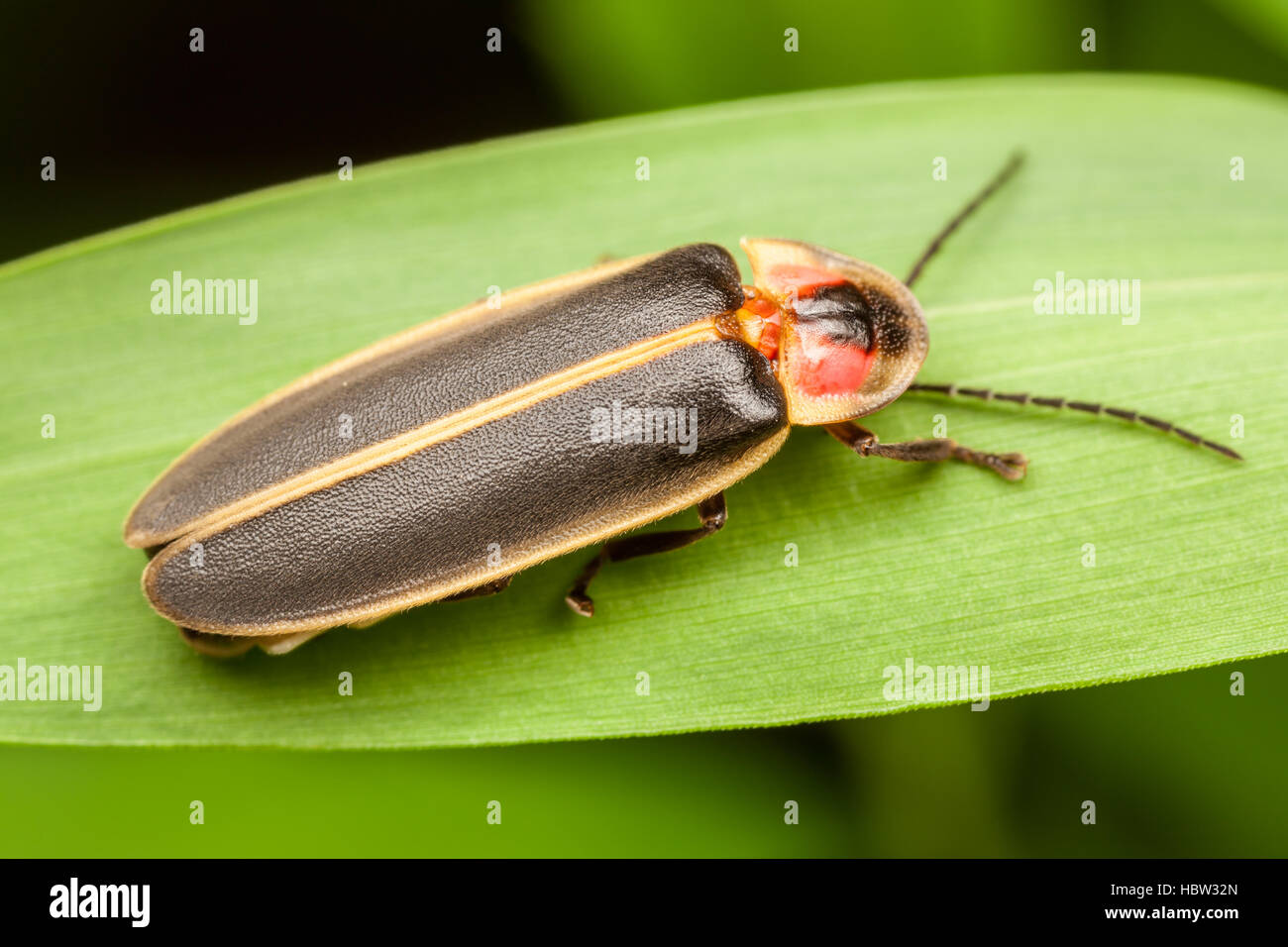 Un maschio di Big Dipper Firefly (Photinus pyralis) posatoi su una foglia. Foto Stock
