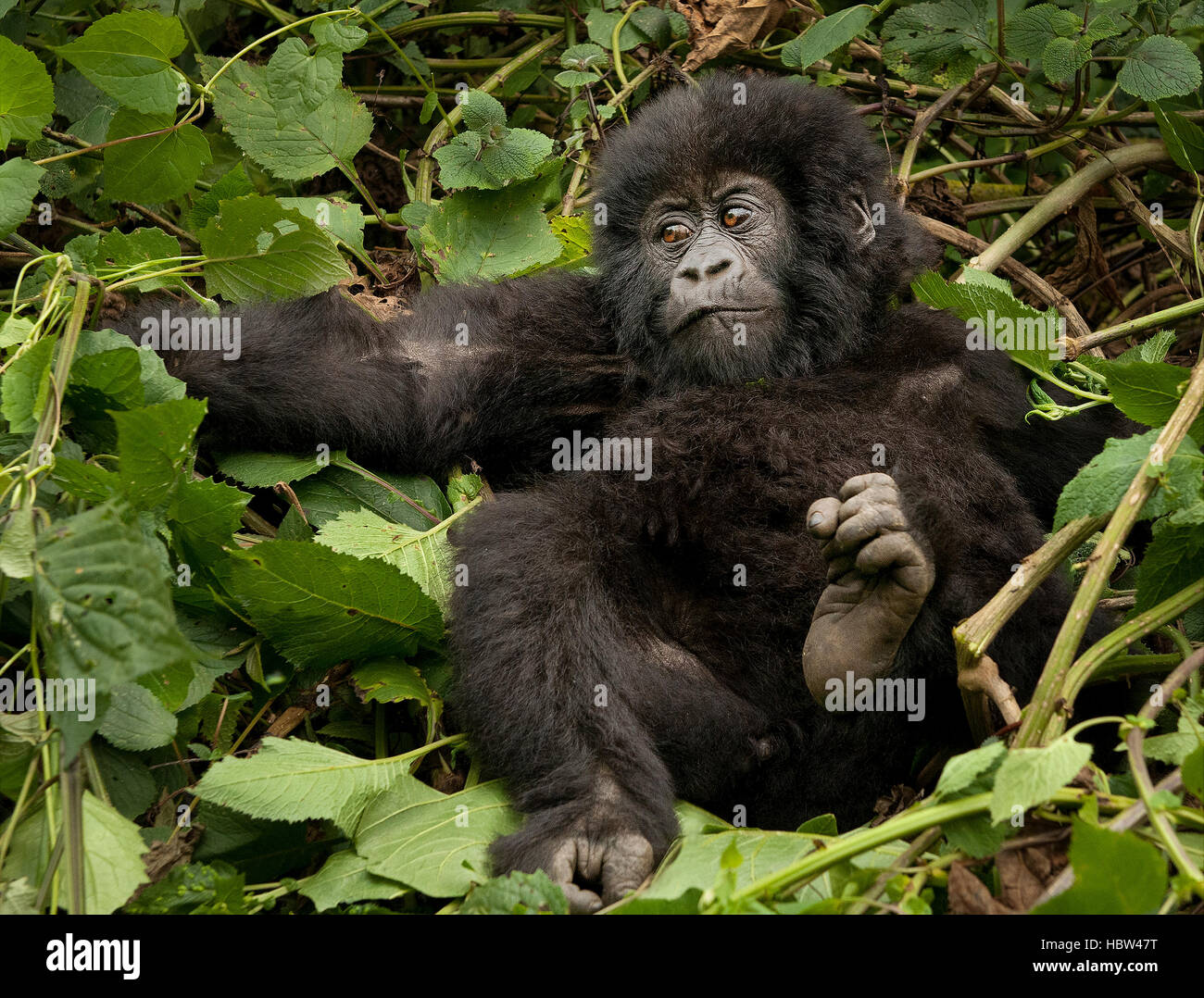 Gorilla di Montagna (Gorilla beringei beringei) bambino nel letto di foglie Foto Stock