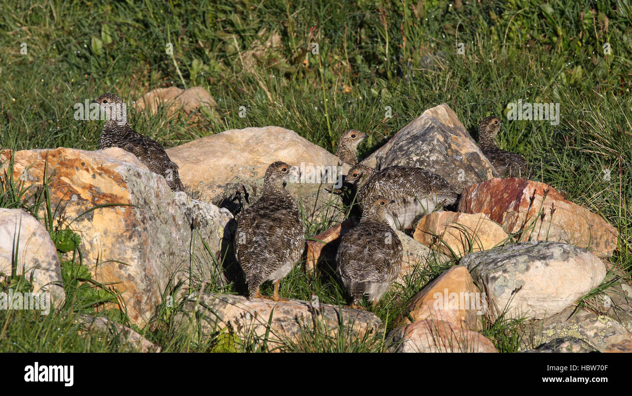 Ptarmigan di roccia, Lagopus muta gregge con pulcini Foto Stock