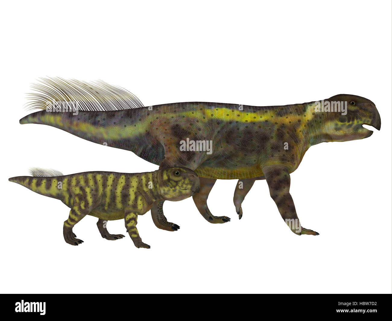 Psittacosaurus era un Ceratopsian dinosauro erbivori che vivevano in Asia nel Cretaceo. Foto Stock