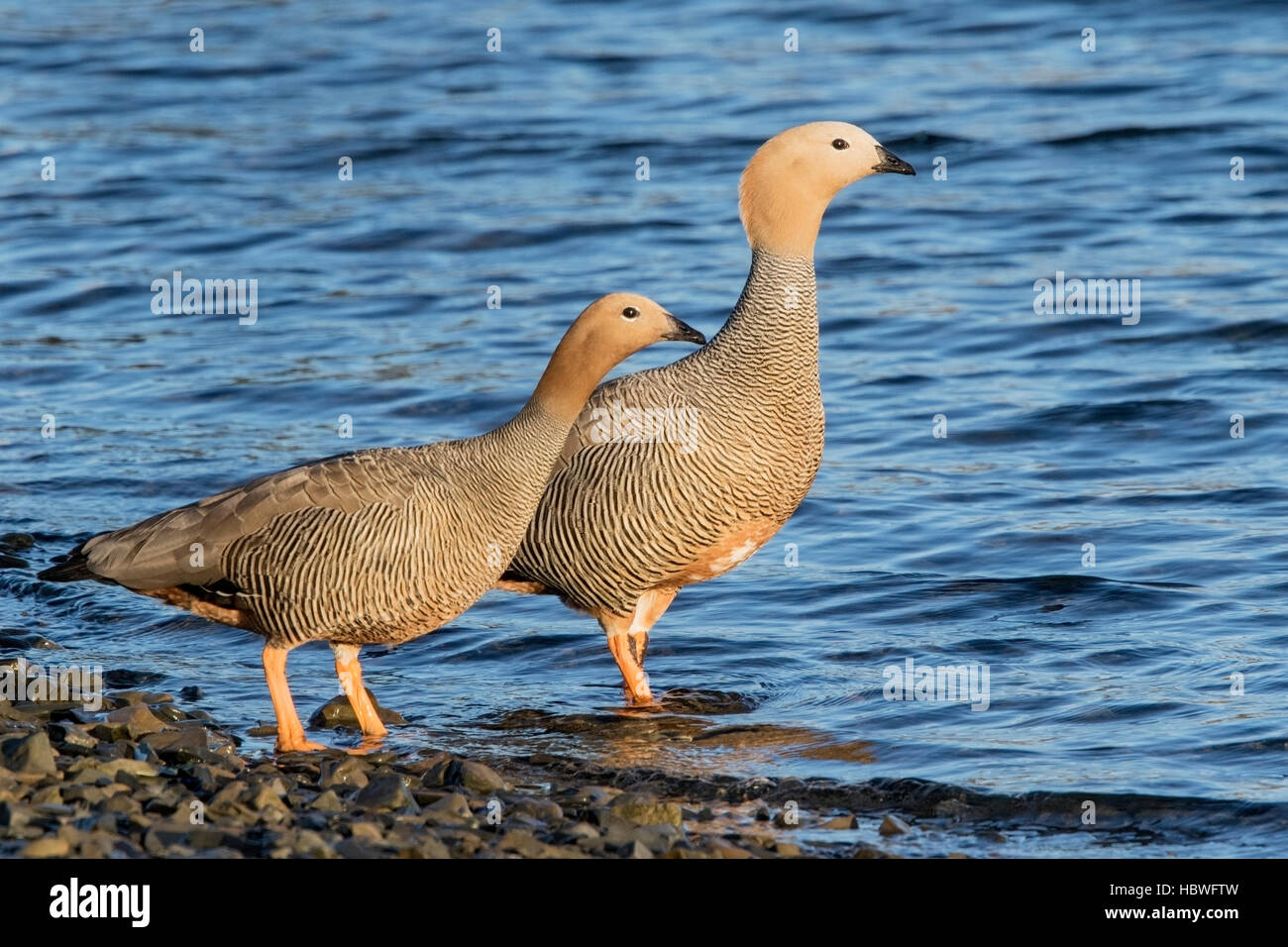 Ruddy-headed goose (Chloephaga rubidiceps) coppia di adulti in piedi vicino all acqua sul litorale, Isole Falkland Foto Stock