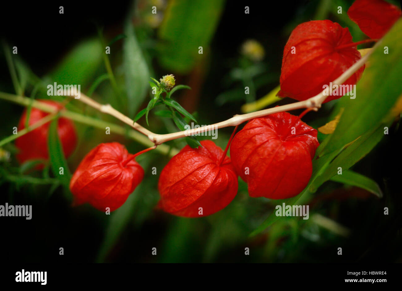 Red fall fiori Foto Stock