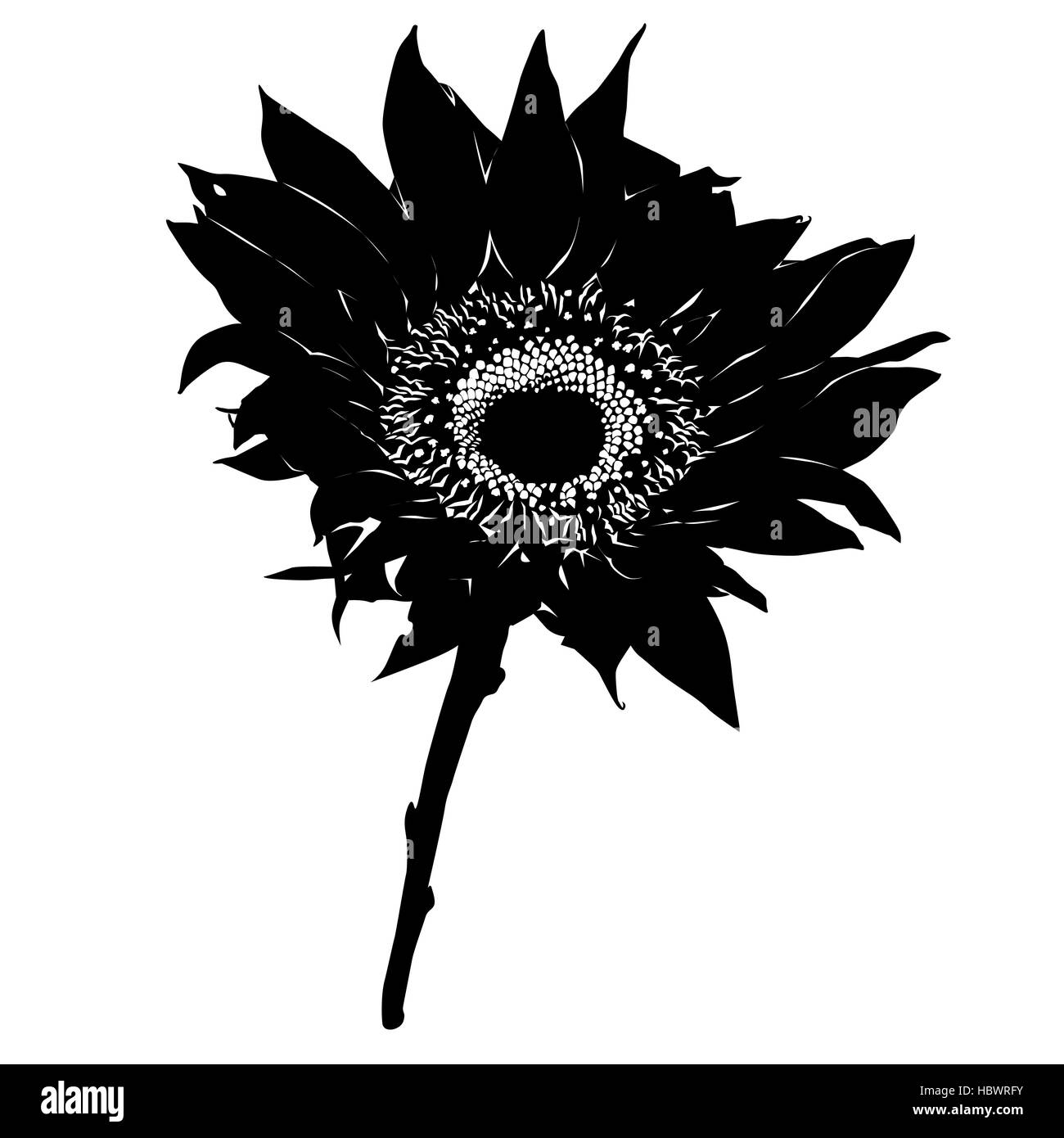 Silhouette di semi di girasole Foto Stock