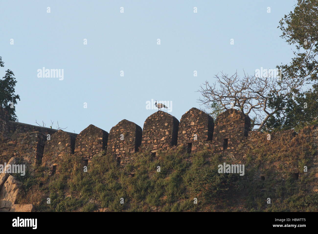 Paesaggio presso il Parco nazionale di Ranthambore in Rajasthan, India Foto Stock