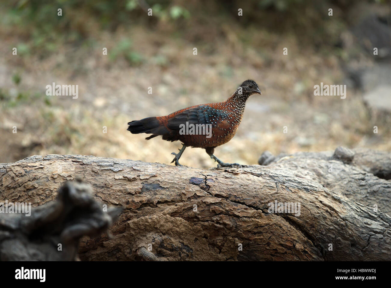 Dipinto spurfowl Foto Stock