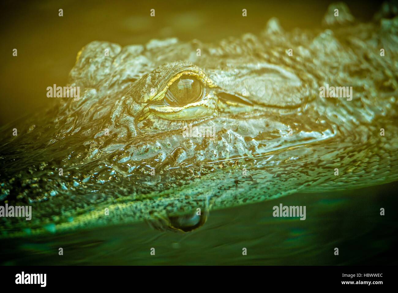 Alligatore closeup allo zoo acquario Foto Stock