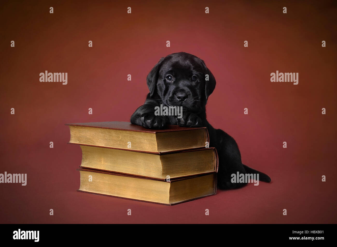 Il Labrador retriever cucciolo con libri su sfondo rosso Foto Stock