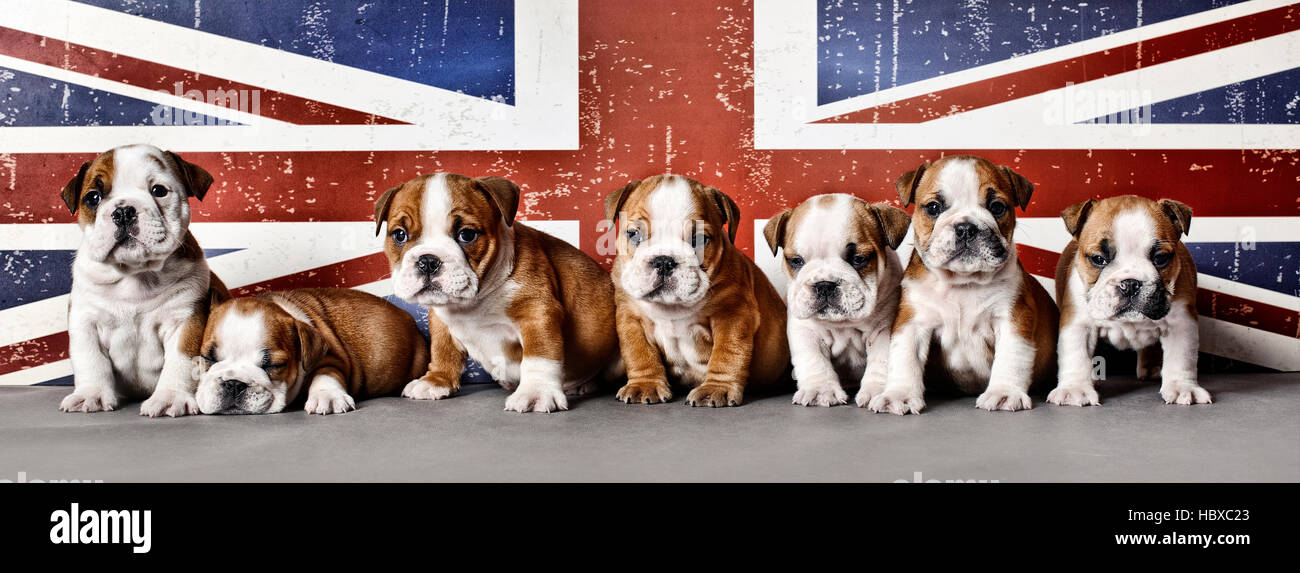 Bulldog inglese cuccioli su Union Jack flag sfondo Foto Stock