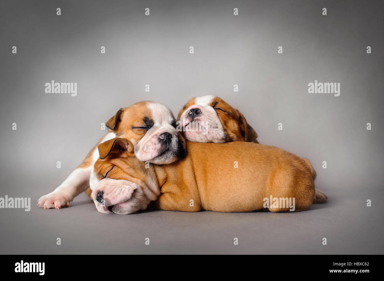 Sleeping Bulldog inglese cuccioli su sfondo grigio Foto Stock