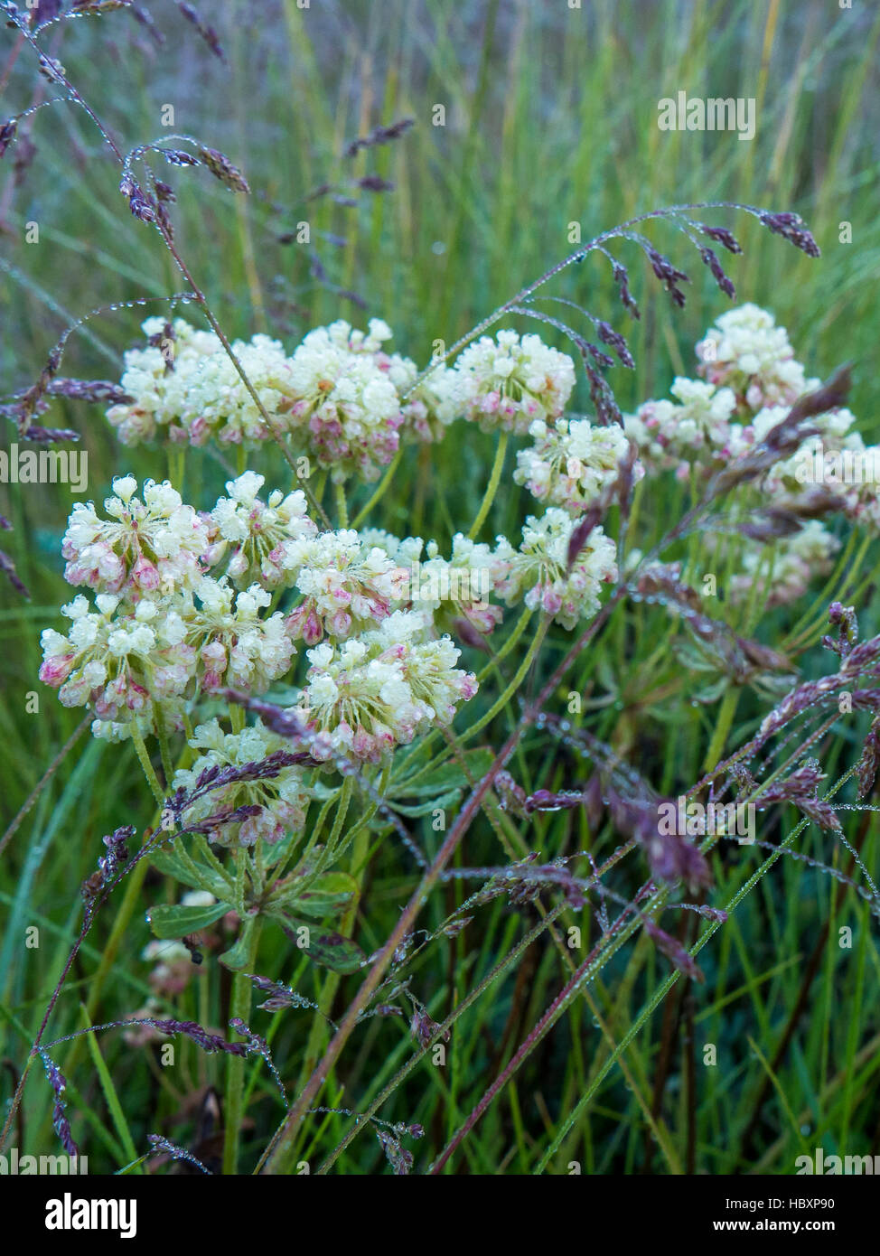 Il grano saraceno subalpino (Eriogonum subalpinum), Lottis Creek, Colorado. Foto Stock