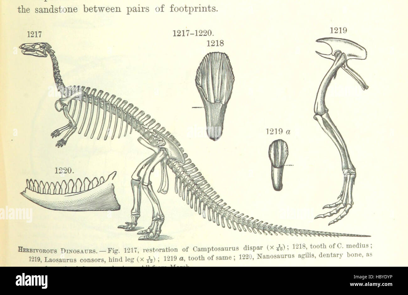 Immagine presa da pagina 775 del '[manuale di geologia: trattamento dei principi della scienza con speciale riferimento alla American storia geologica ... Edizione riveduta.]' immagine presa da pagina 775 del '[manuale di geologia il trattamento Foto Stock