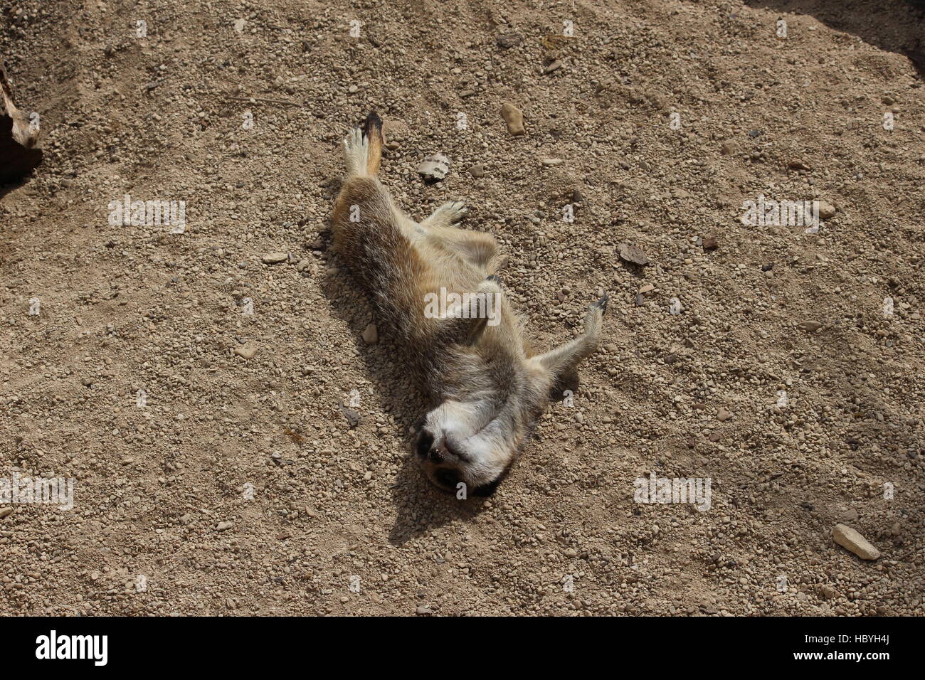 Meerkat recante sulla sua schiena godendo il sole in Cotswold Wildlife Park Foto Stock