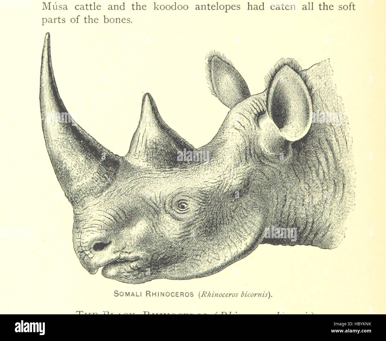 Questa pagina presenta le escursioni di esplorazione e caccia in Somaliland dal 1885 al 1893, tra cui osservazione della fauna selvatica, paesaggi, mappe, campi, e i registri di viaggio. Foto Stock