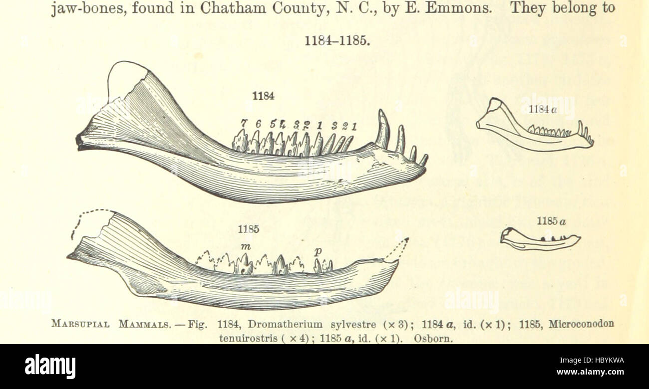 Immagine presa da pagina 764 del '[manuale di geologia: trattamento dei principi della scienza con speciale riferimento alla American storia geologica ... Edizione riveduta.]' immagine presa da pagina 764 del '[manuale di geologia il trattamento Foto Stock