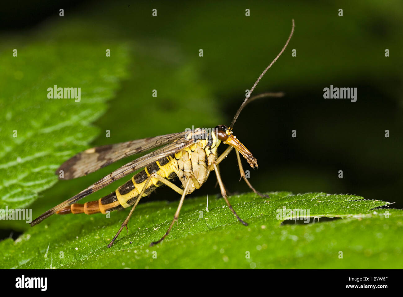 Comune (Scorpionfly Panorpa communis), maschio Foto Stock