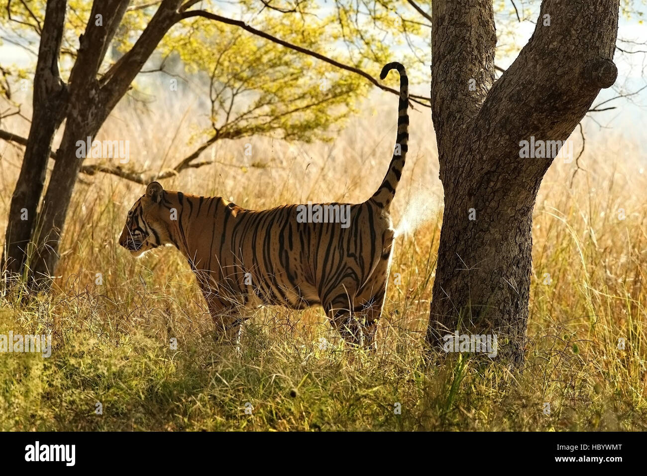 Wild tigre del Bengala (Panthera Tigris Tigris) camminare al loro habitat naturale, il parco nazionale di Ranthambore, India Foto Stock